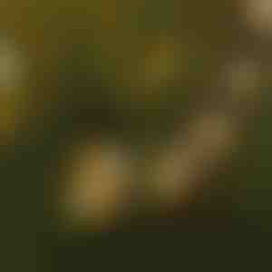 Sznur świetlny z żarówkami LED | YARDBULBS